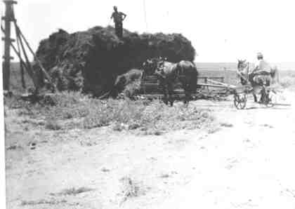 Haying with Buckrake